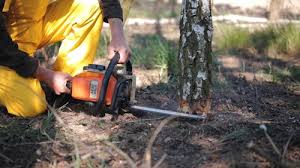 How Our Tree Care Process Works  in  Ladson, SC