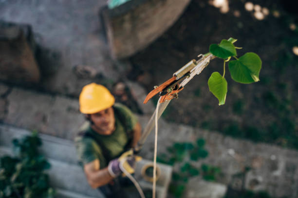 Best Storm Damage Tree Cleanup  in Ladson, SC